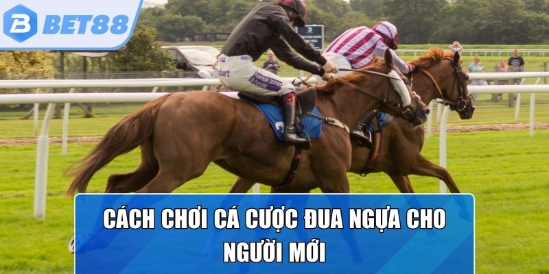 Các bước để tham gia chơi đua ngựa trực tuyến 