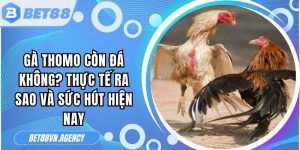 Gà Thomo Còn Đá Không