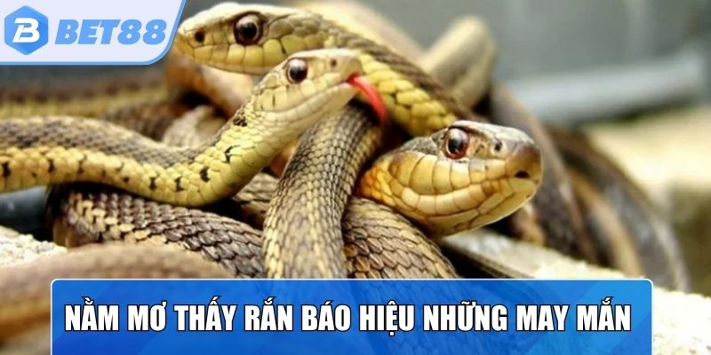 Nằm mơ thấy rắn báo hiệu những thay đổi và con số may mắn