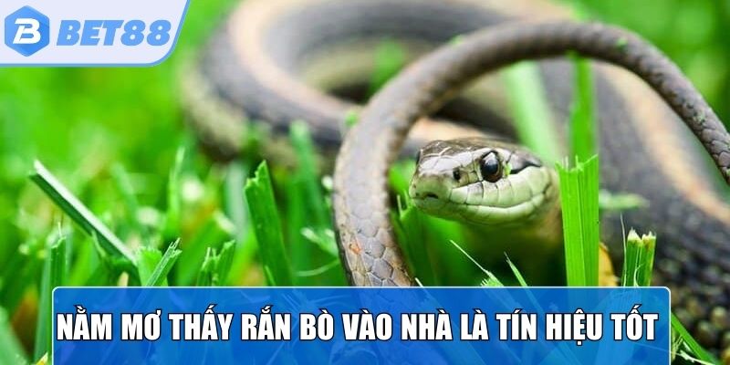 Nằm mơ thấy rắn bò vào nhà là tín hiệu tốt cho tiền bạc